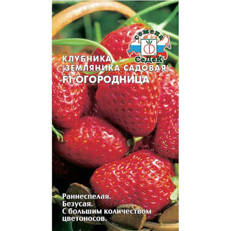 Земляника Огородница Седек Ц