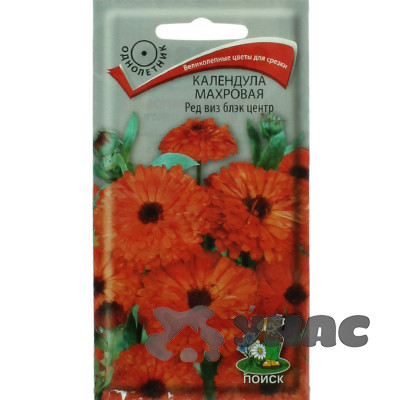 Календула Ред виз блэк центр Поиск Ц