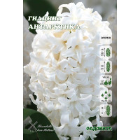 Гиацинт Антарктика 14/15 3 шт Садовита