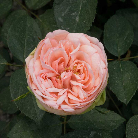 Роза чайно-гибридная Чарминг Пиано Садовита