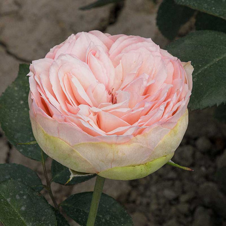 Роза чайно-гибридная Чарминг Пиано Садовита