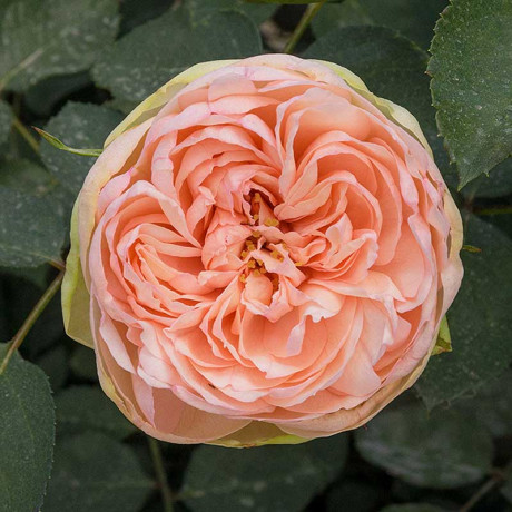 Роза чайно-гибридная Чарминг Пиано Садовита