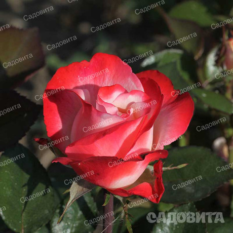 Роза чайно-гибридная Ностальжи Садовита