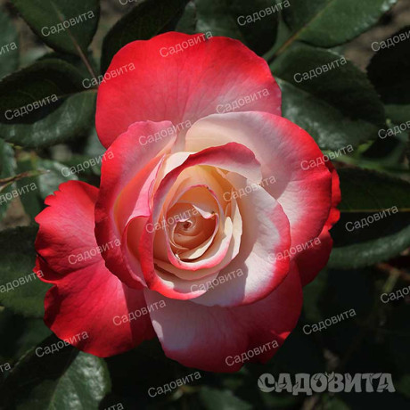 Роза чайно-гибридная Ностальжи Садовита