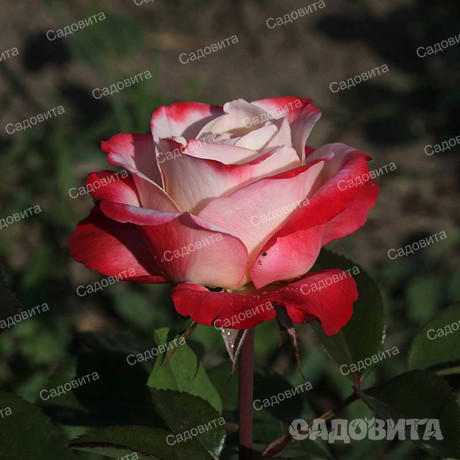 Роза чайно-гибридная Ностальжи Садовита