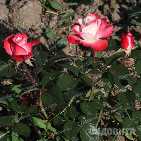 Роза чайно-гибридная Ностальжи Садовита