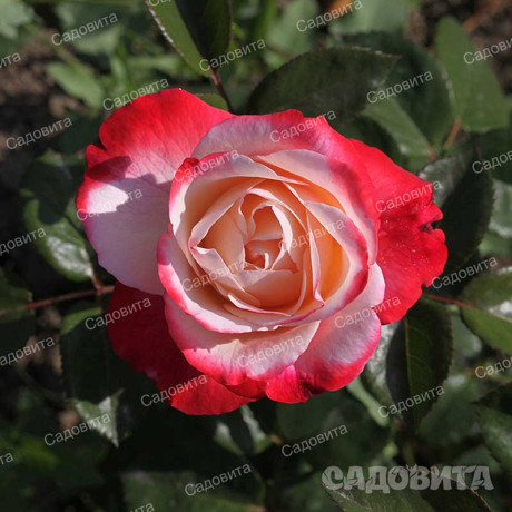 Роза чайно-гибридная Ностальжи Садовита