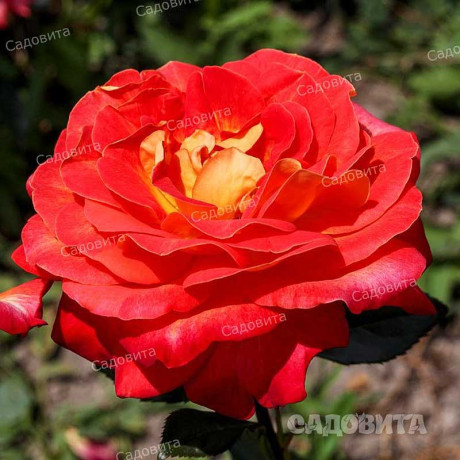 Роза чайно-гибридная Большой Садовита