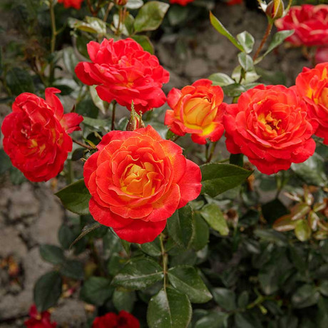 Роза чайно-гибридная Большой Садовита