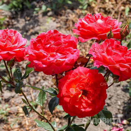 Роза чайно-гибридная Большой Садовита