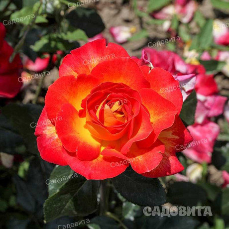 Роза чайно-гибридная Большой Садовита