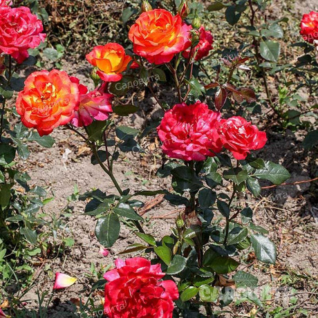 Роза чайно-гибридная Большой Садовита