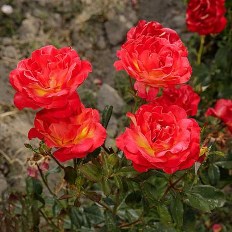 Роза чайно-гибридная Большой Садовита