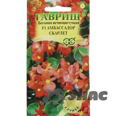 КОМ Бегония Амбасадор Скарлет Гавриш Ц