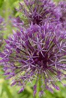 Лук Декор. Пурпл Рэйн 12/14 5 шт Садовита