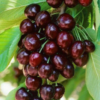 Черешня Валерий Чкалов Садовита