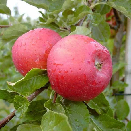 Яблоня Вишневое (полукарлик) Садовита