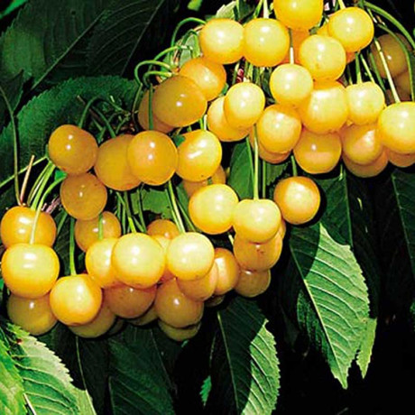 Черешня Дрогана Садовита