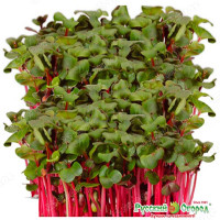 Микрозелень Редис мини 10г НК Ц