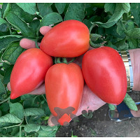 Семена Томат Бинго 21 Семко