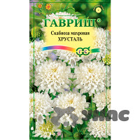 Скабиоза Хрусталь Гавриш Ц