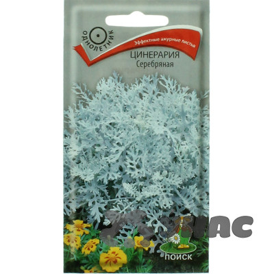 Цинерария Серебряная Поиск Ц