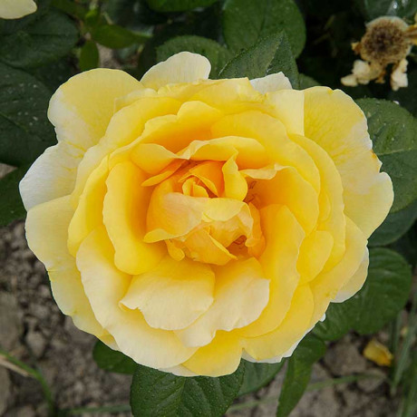 Роза флорибунда Артур Белл Садовита