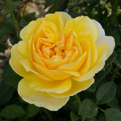 Роза флорибунда Артур Белл Садовита