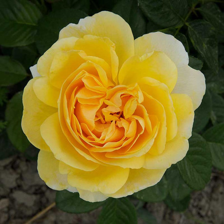 Роза флорибунда Артур Белл Садовита