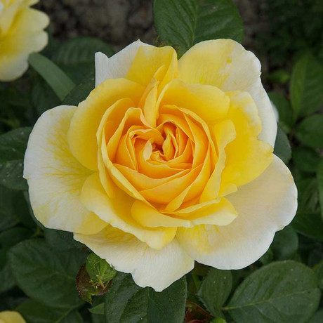 Роза флорибунда Артур Белл Садовита