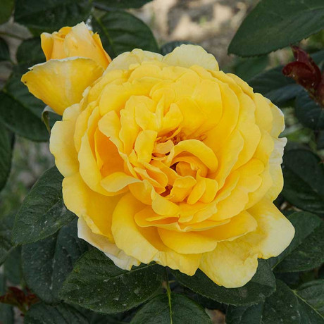 Роза флорибунда Артур Белл Садовита