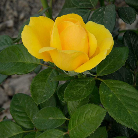 Роза флорибунда Артур Белл Садовита