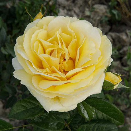 Роза флорибунда Артур Белл Садовита