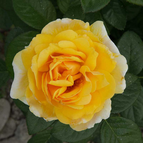 Роза флорибунда Артур Белл Садовита