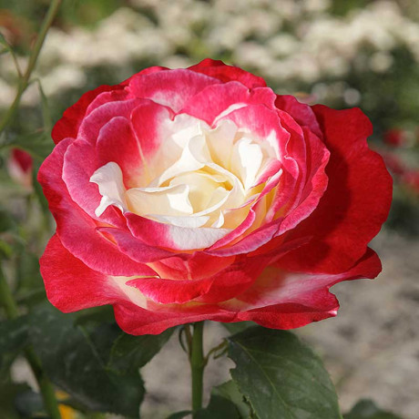 Роза чайно-гибридная Дабл Делайт Садовита