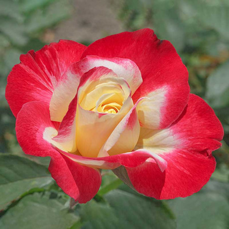 Роза чайно-гибридная Дабл Делайт Садовита