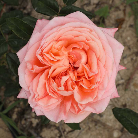 Роза чайно-гибридная Чиппендейл Садовита