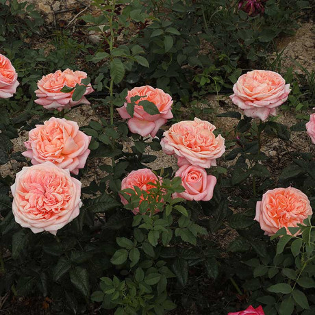 Роза чайно-гибридная Чиппендейл Садовита