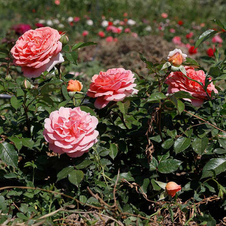 Роза чайно-гибридная Чиппендейл Садовита