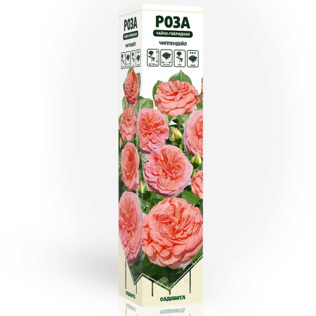 Роза чайно-гибридная Чиппендейл Садовита