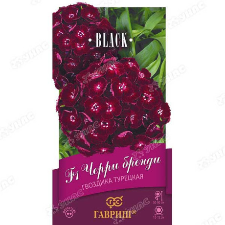Гвоздика турецкая Черри бренди Гавриш Ц