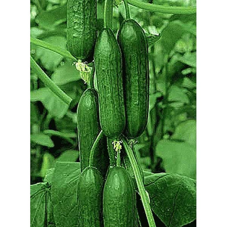 Огурец Зена 1000шт SAKATA