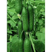 Огурец Зена 1000шт SAKATA