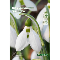 Подснежник Элвиса 6/7 5 шт Садовита