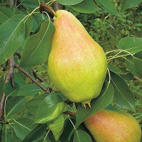 Груша Видная Садовита