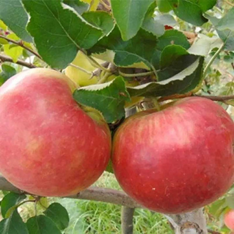 Яблоня Рождественское (полукарлик) Садовит