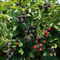 Ежевика Трипл Краун Садовита