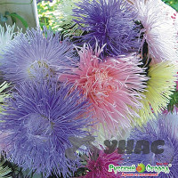 Астра Русский размер Художественная смесь НК Ц