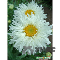 Ромашка Крейзи Дейзи НК Ц