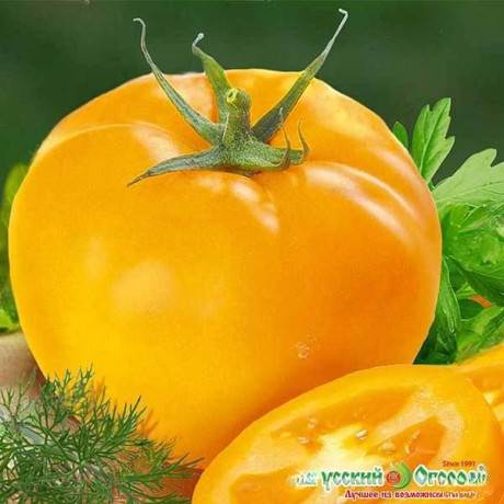 Семена Томат Илья Муромец Русский Огород